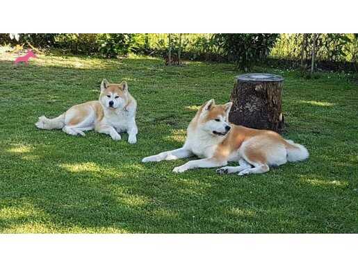 JAPON AKİTA INU YAVRULARİ İSTANBUL 