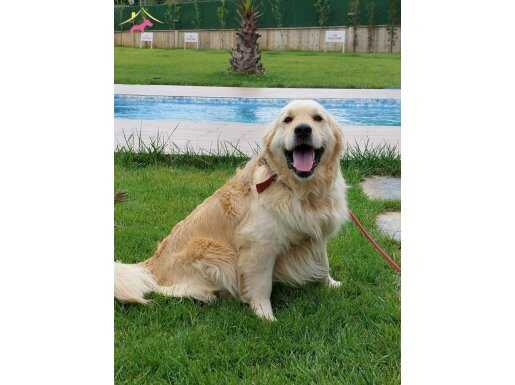 TÜRKİYE'NİN EN ÖZEL KÖPEK ÇİFTLİĞİNDEN GOLDEN RETRİEVER YAVR