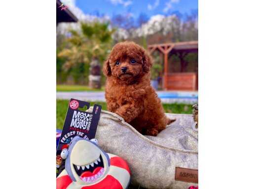 RUHSATLİ ÇİFLİKTEN RED BROWN TOY POODLE YAVRULARI İSTANBUL 