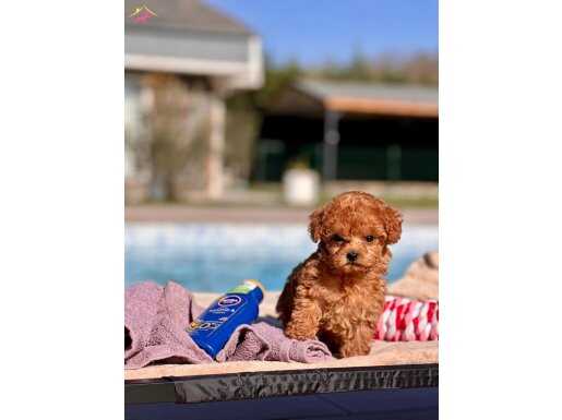 TEACUP RED BROWN POODLE YAVRULARİ SİZLERİ BEKLİYOR 