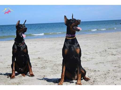 RUHSATLİ ÇİFLİKTEN DOBERMAN YAVRULARI İSTANBUL 
