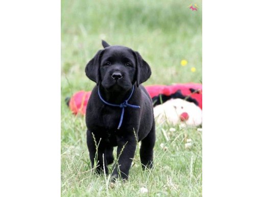LABRADOR RETRIEVER YAVRULARI ISTANBUL 