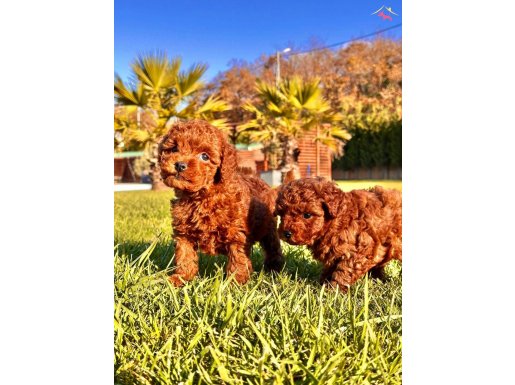 BİR BİRİNDEN GÜZEL EFSANE POODLE YAVRULARI İSTANBUL 