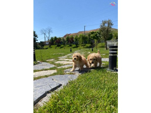 EFSANE GÜZEL MALTİPOO YAVRULARİ ISTANBUL 