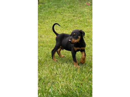KING DOBERMAN YAVRULARI İSTANBUL 