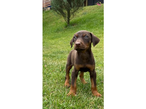 HARİKA DOBERMAN YAVRULARI İSTANBUL 
