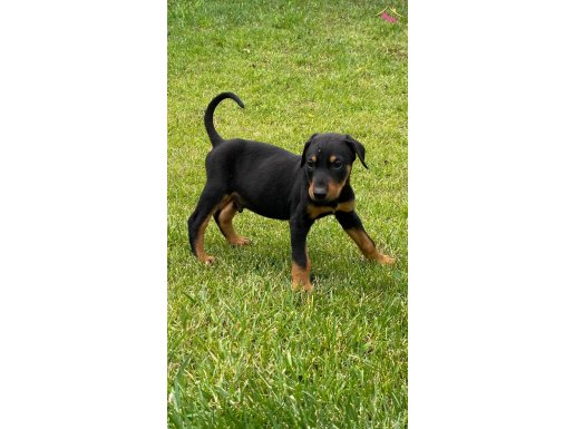 KİNG DOBERMAN YAVRULARI İSTANBUL 