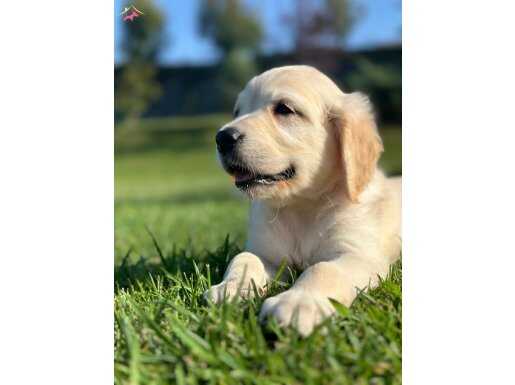 MUTLU SAĞLIKLI GOLDEN YAVRULARİ 