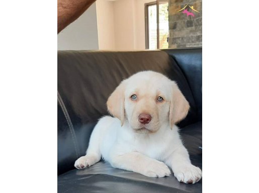 RUHSATLİ ÇİFLİKTEN ÖZEL LABRADOR RETRİEVER YAVRULARI İSTANBU