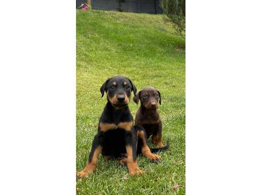 RUHSATLİ ÇİFLİKTEN ÖZEL DOBERMAN YAVRULARI İSTANBUL 