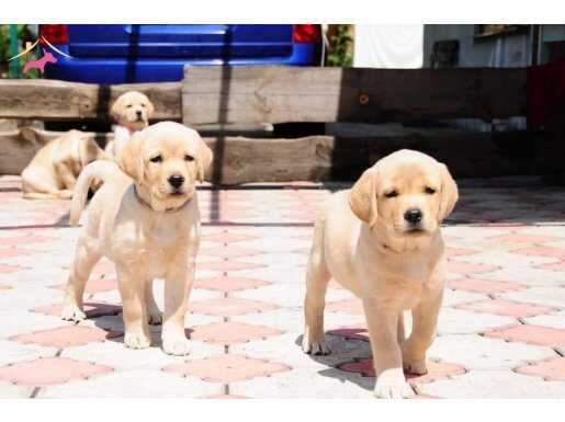 RUHSATLİ ÇİFLİKTEN ÖZEL LABRADOR RETRİEVER YAVRULARI İSTANBU