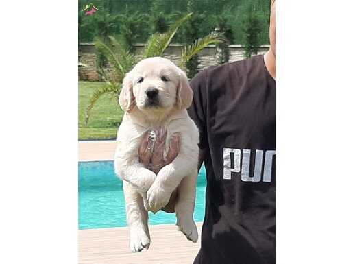 RUHSATLİ ÇİFLİKTEN GOLDEN YAVRULARİ İSTANBUL 