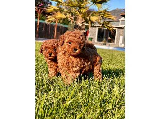TÜRKİYENİN EN ÖZEL RED BROWN TOY POODLE YAVRULARI İSTANBUL 