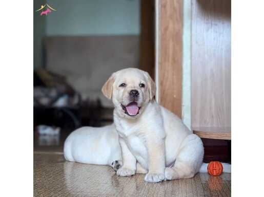 RUHSATLİ ÇİFLİKTEN ÖZEL LABRADOR RETRİEVER YAVRULARI İSTANBU