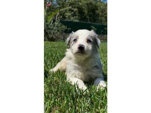 BLUE MARLEY BORDER COLLİE YAVRULARI İSTANBUL 