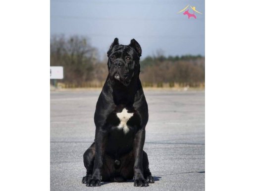 Cane Corsa Yavrulari 