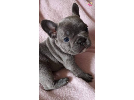 French Bulldog Yavruları İstanbul 