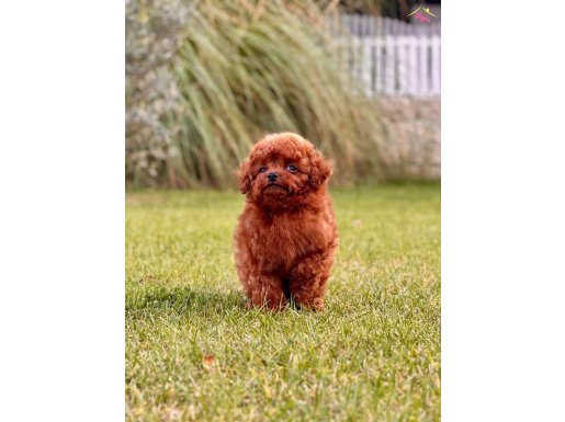 TOY POODLE YAVRU İSTANBUL 