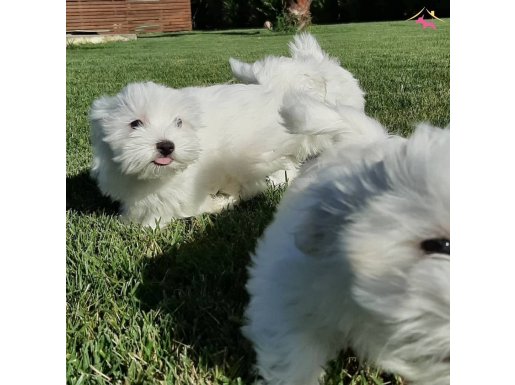 MALTESE TERRIER YAVRULARI SAĞLIK VE IRK GARANTİLİ 