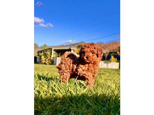SECERELİ TOY POODLE YAVRULARI İSTANBUL 