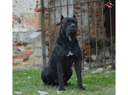 CANE CORSA YAVRULARİ İSTANBUL 