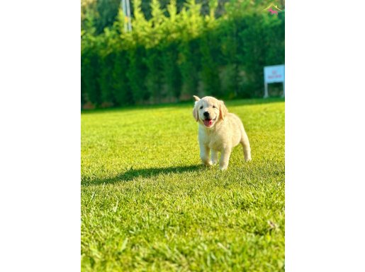 EFSANE GOLDEN RETRIEVER YAVRULARI ISTANBUL 