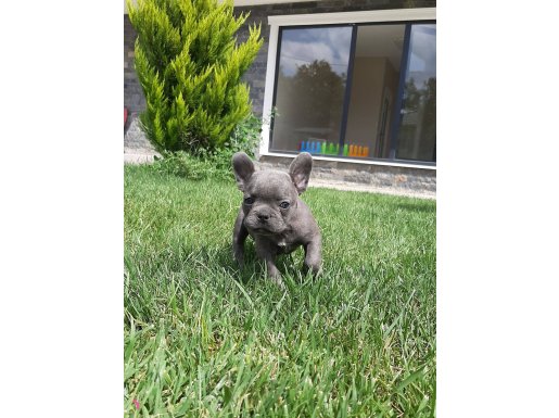 BLUE FRENCH BULLDOG YAVRULARI 