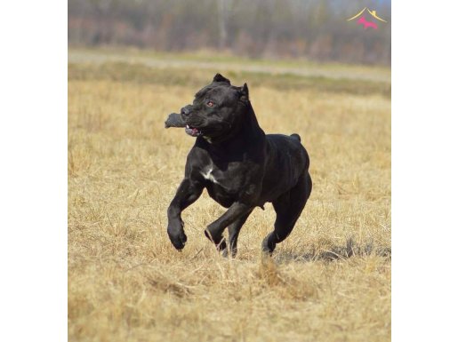 CANE CORSA YAVRULARI ISTANBUL 