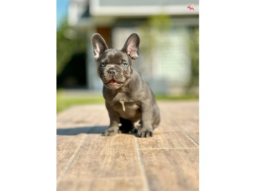 TÜRKİYENİN EN ÖZEL FRENCH BULLDOG YAVRULARI 