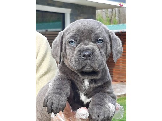 Kralların bekçi köpeği Cane Corsa Yavrulari