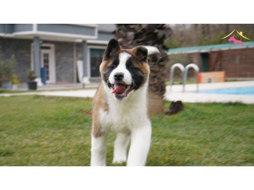 AMERİKAN AKİTA İNU YAVRULARI İSTANBUL 