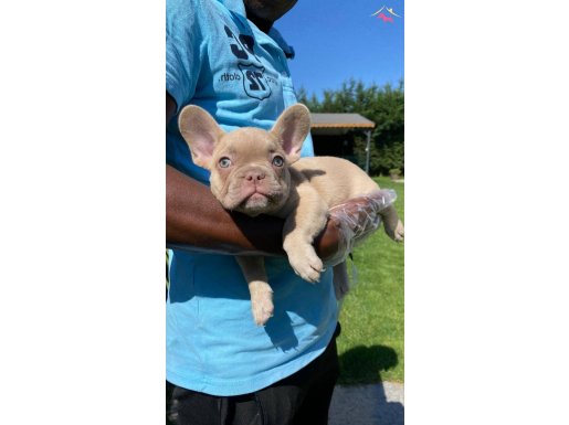 MUHTEŞEM FRENCH BULLDOG YAVRULARI 