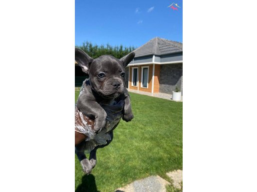 BLUE FRENCH BULLDOG YAVRULARI 