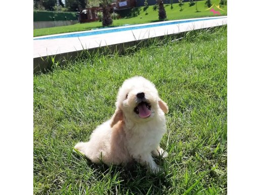 ÇOK GÜZEL MALTİPOO YAVRULARİ 