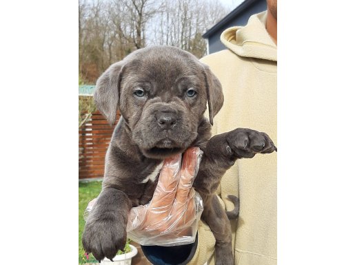 RUHSATLİ ÇİFLİKTEN CANE CORSA YAVRULARI 