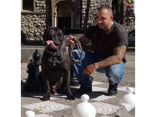 RUHSATLİ ÇİFLİKTEN ÖZEL CANE CORSA YAVRULARI 