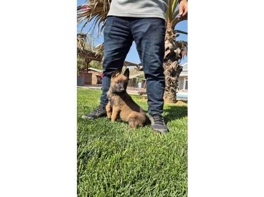 Belçika malinois yavruları 