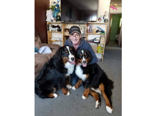 BERNESE MOUNTAİN DOG YAVRULARI İSTANBUL 
