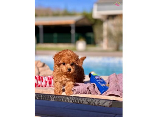 HARİKA POODLE YAVRULARI İSTANBUL 