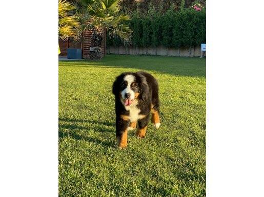 GERÇEK BİR DOST RUHSATLİ ÇİFLİKTEN BERNESE YAVRULARI 