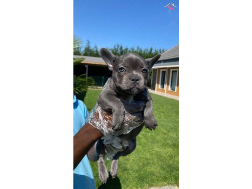 TÜRKİYENİN EN ÖZEL FRENCH BULLDOG YAVRULARI SİZLERİ 