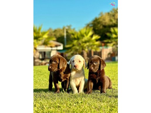 MUTLU VE SAĞLIKLI LABRADOR RETRİEVER YAVRULARI 