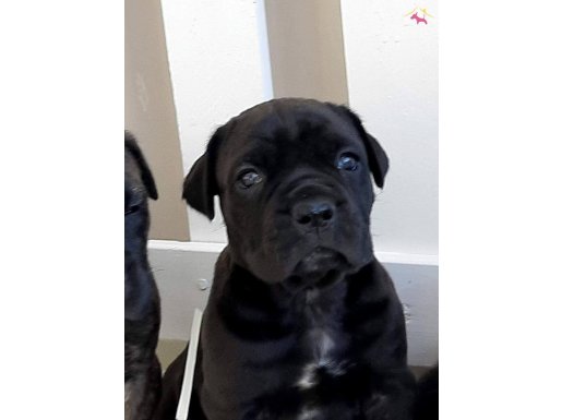 CANE CORSA YAVRULARI KOPEK EĞİTİM MERKEZİNDEN