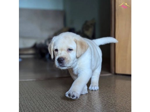LABRADOR RETRIEVER YAVRULARI EŞSİZ BİR DENEYİM İÇİN 
