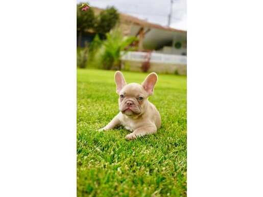 MUHTEŞEM RENKLERDEN FRENCH BULLDOG YAVRULARI İSTANBUL 