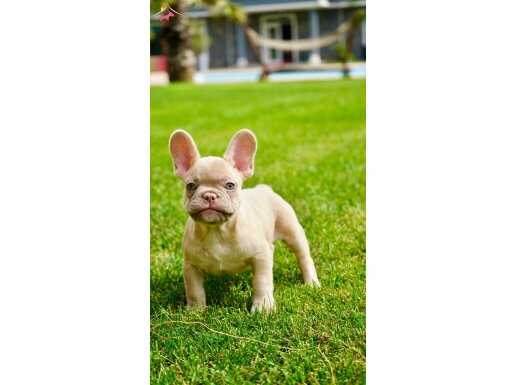 TÜRKİYENİN EN ÖZEL FRENCH BULLDOG YAVRULARI İSTANBUL 