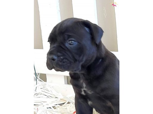 CANE CORSA YAVRULARI İSTANBUL 