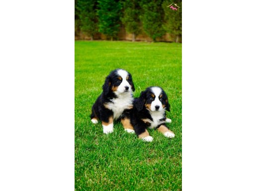 EFSANE GÜZEL BERNESE MOUNTAİN DOG YAVRULARI İSTANBUL 