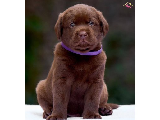 LABRADOR RETRIEVER YAVRULARI ISTANBUL 