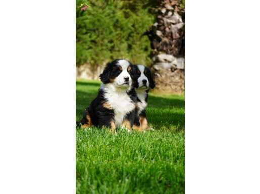 BERNESE MOUNTAİN DOG YAVRULARI İSTANBUL 